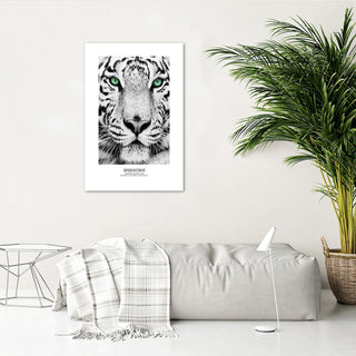 White tiger - Print in a frame