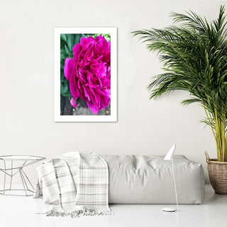 Print Pink big flower