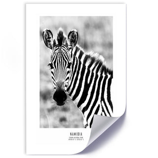 Printas, Zebra