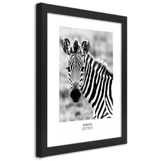 Printas juodame rėmelyje, Smalsus zebras