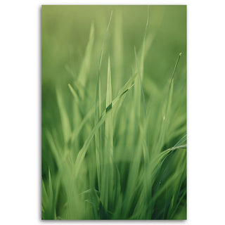 Painting on canvas, Grass